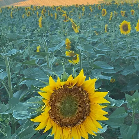 Domaine Labatut Venkovský dům *
