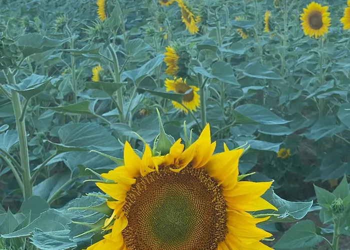 Domaine Labatut Séjour à la campagne *